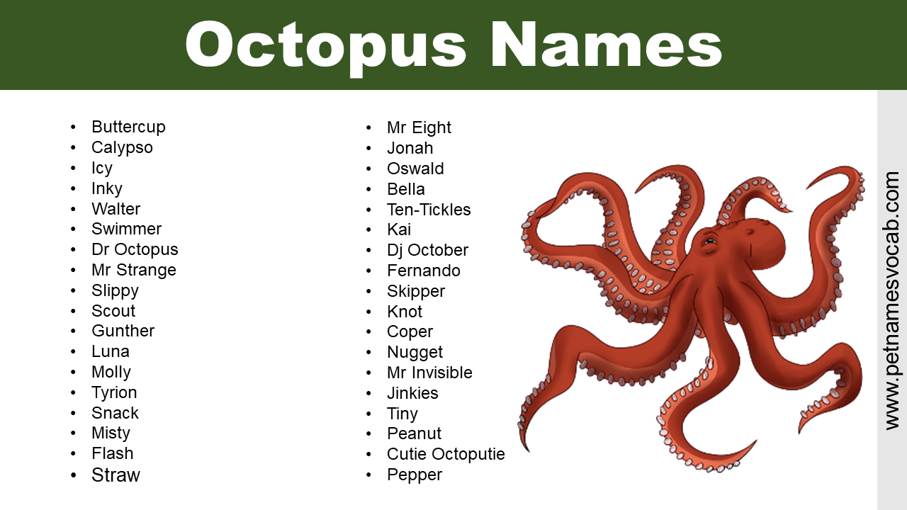 Octopus Names