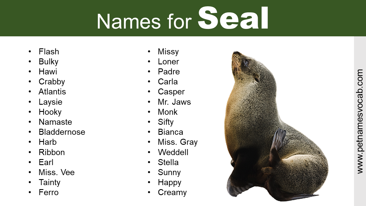 Best Seal Names Cute Funny Creative Pet Names Vocab