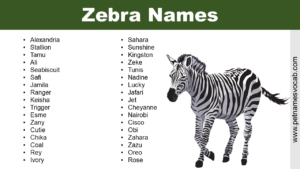 Zebra Names