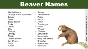 Beaver Names