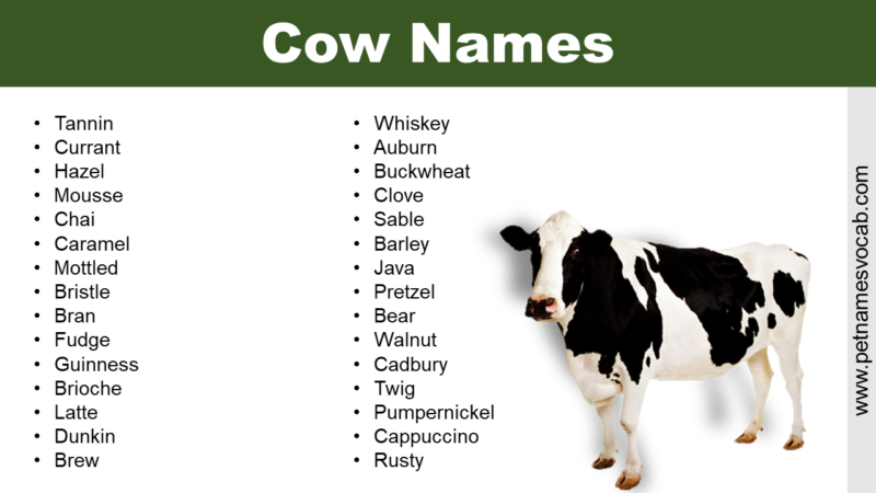 Cow Names | Funny, Traditional & Cute - Pet Names Vocab