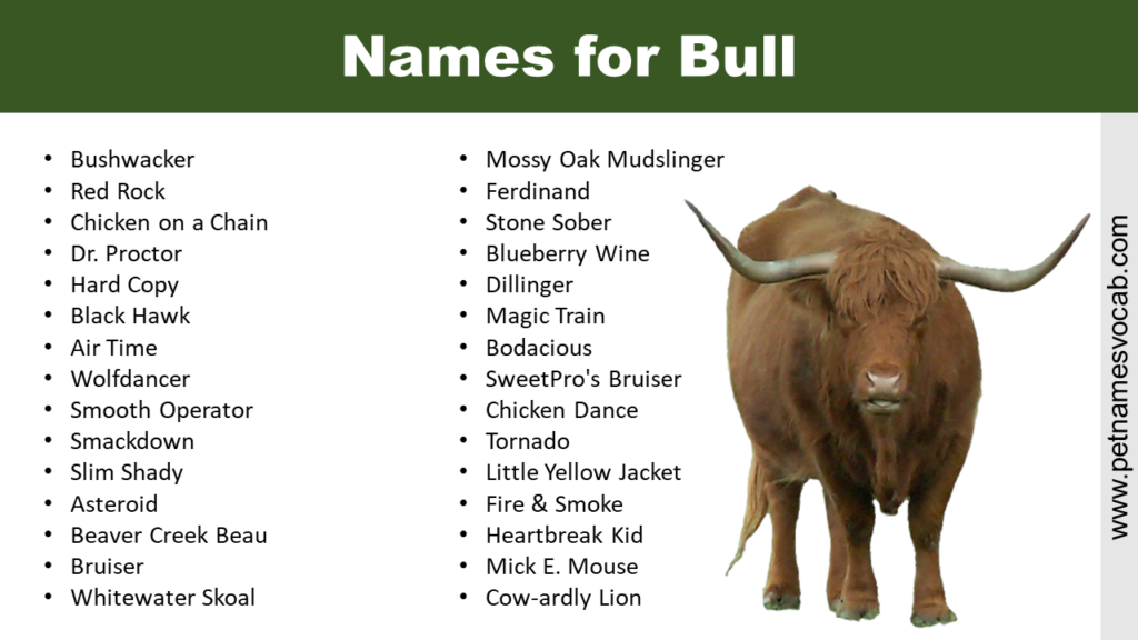 Best Names for Bull - Pet Names Vocab