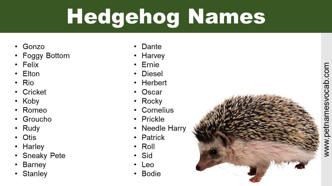 Names for Hedgehog