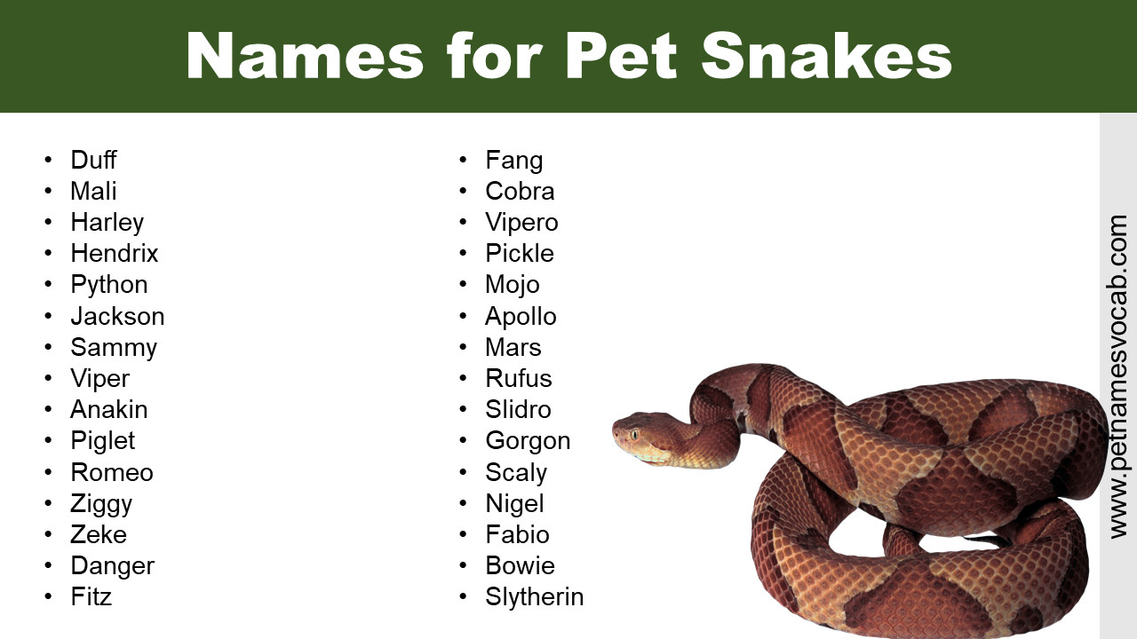 Names for pet snakes