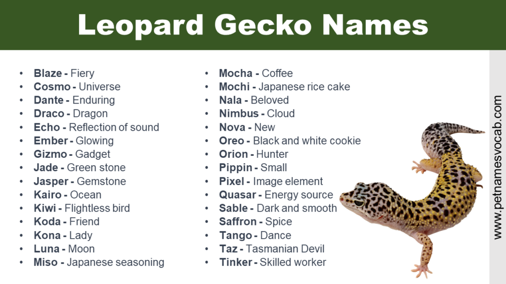 Leopard Gecko Names unique Creative Pet Names Vocab