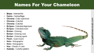 Names For Chameleon