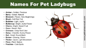 Names For Ladybugs