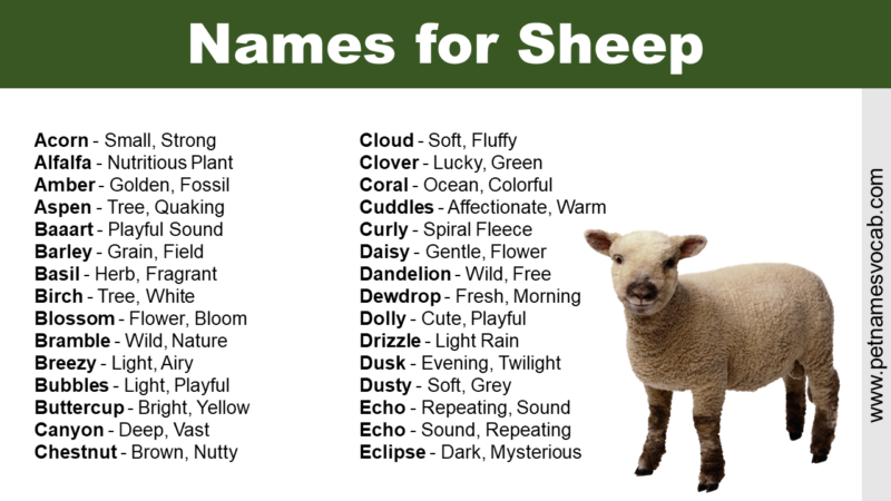 Names for Sheep: Great Ideas to Call Your Pet - Pet Names Vocab