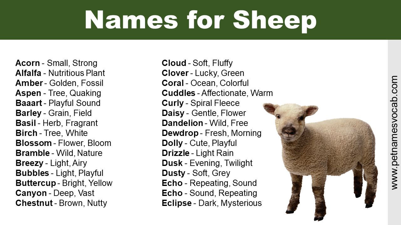 Names for Sheep