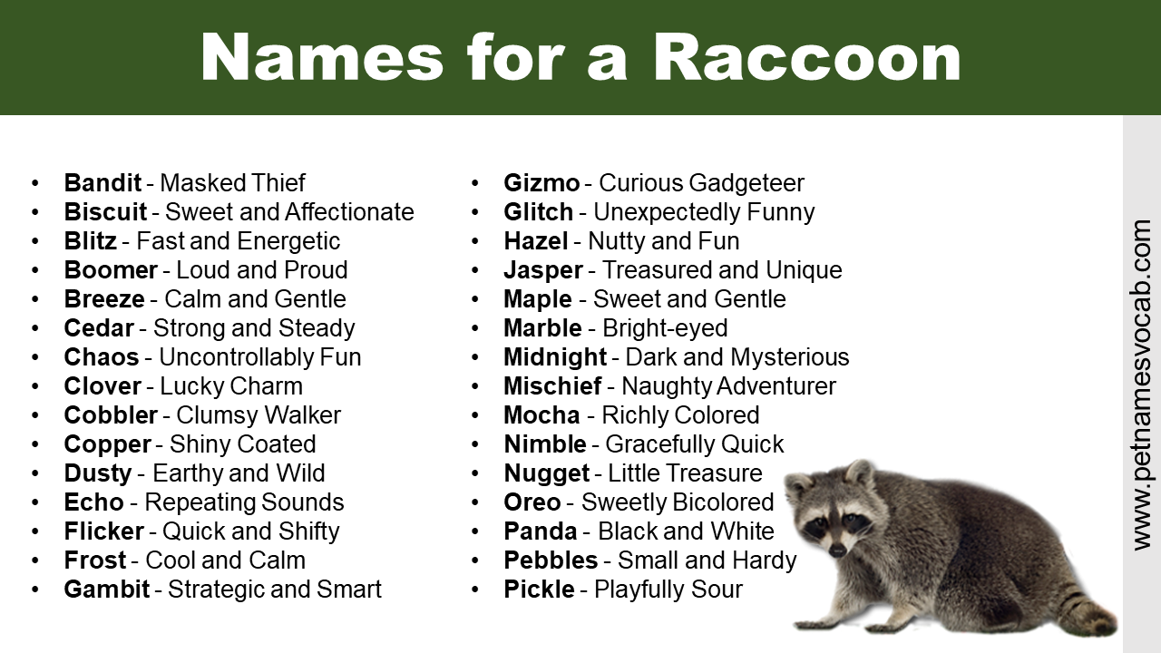Names for a Raccoon: (Good, Cute, and Funny) - Pet Names Vocab