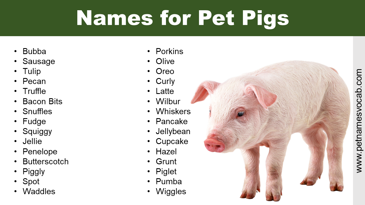 Other Names for Pigs