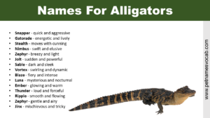 Alligators Names