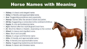 Horse Names with Meaning