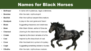 Names for Black Horses
