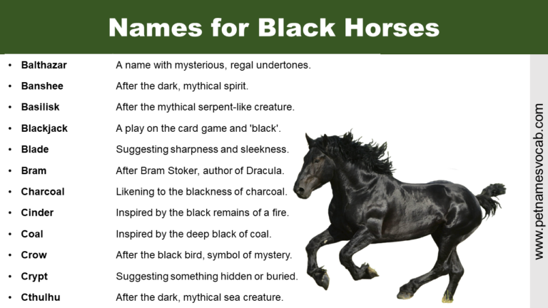 Common Names for Black Horses - Pet Names Vocab