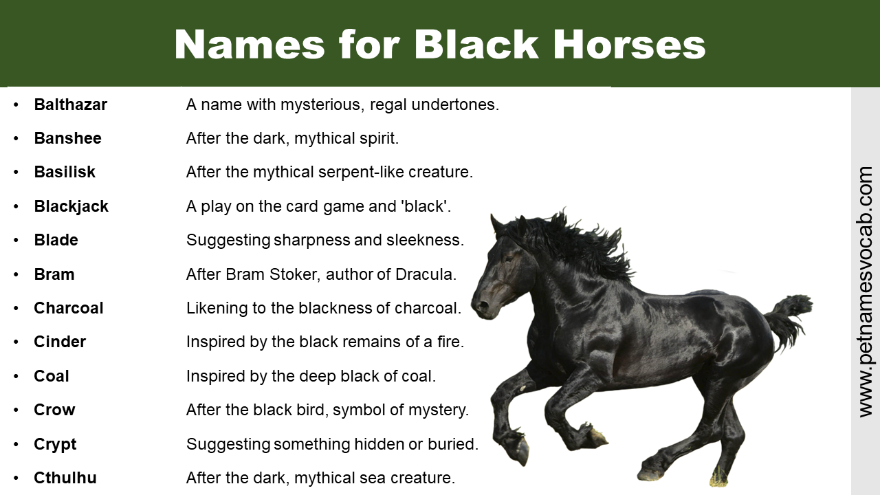 The 200+ Best and Most Creative Black Horse Names - A-Z Animals