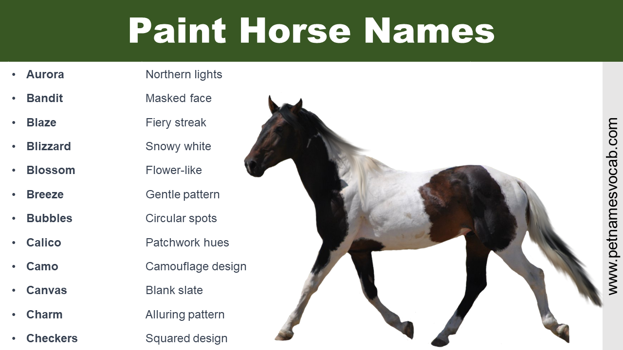 Paint Horse Names