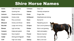 Shire Horse Names
