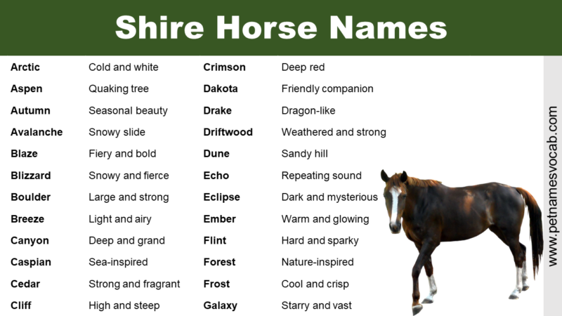 Best Shire Horse Names - Pet Names Vocab