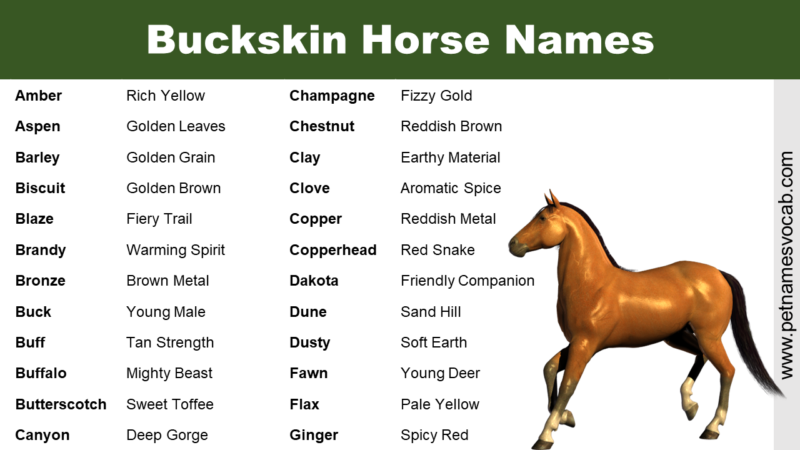 Good Buckskin Horse Names - Pet Names Vocab