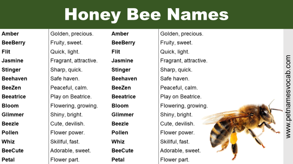 cute-honey-bee-names-with-meaning-pet-names-vocab