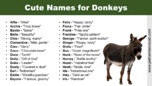 Cute Names for Donkeys
