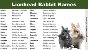 Lionhead Rabbit Names