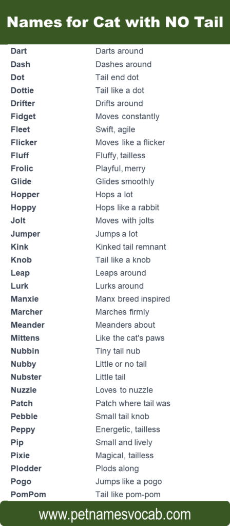 Names For Cats with No Tail (with meaning) - Pet Names Vocab