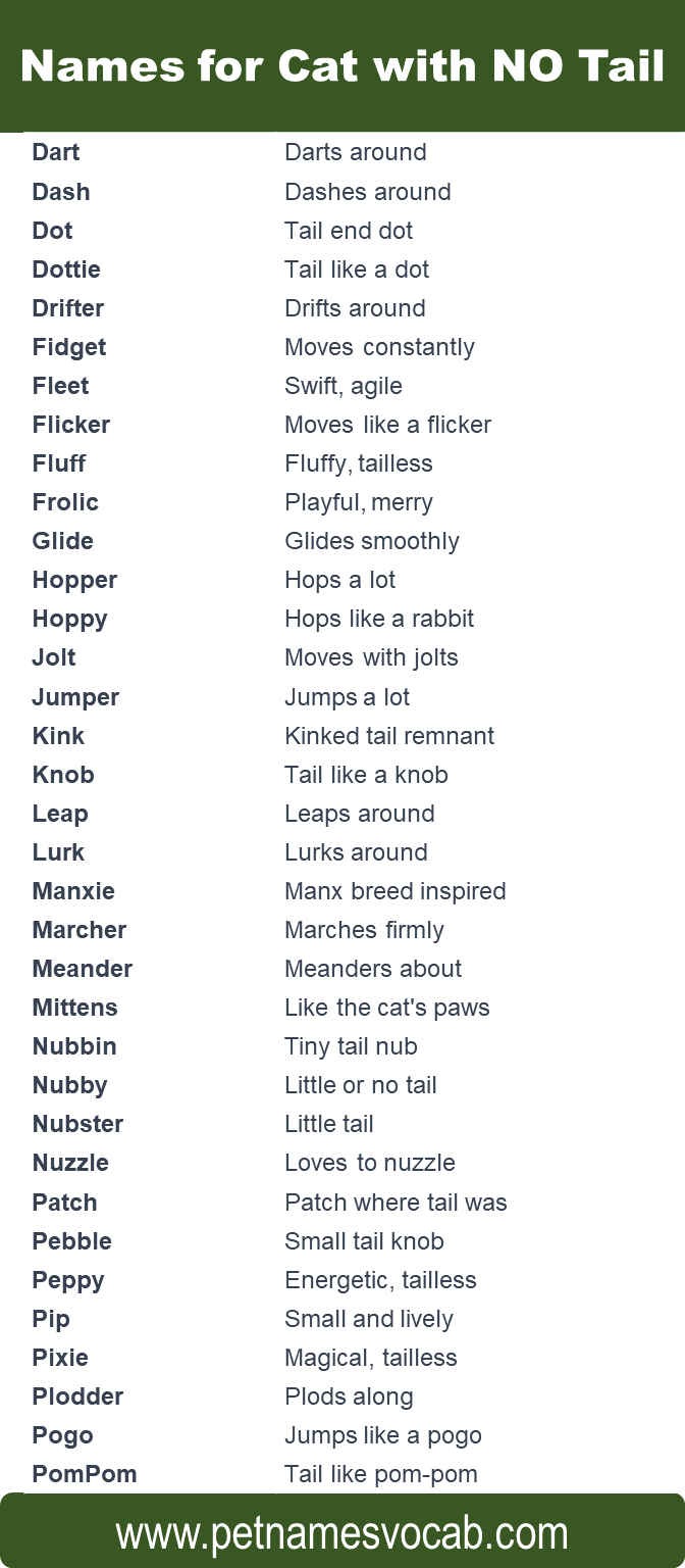 Names For Cats with No Tail