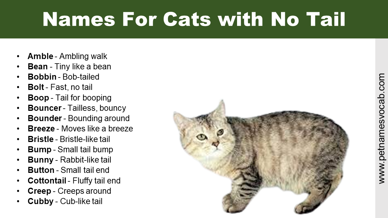 Names For Cats with No Tail