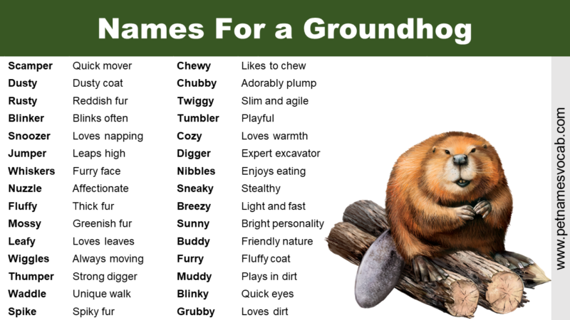 where else is groundhog day celebrated and what are the names of the groundhogs