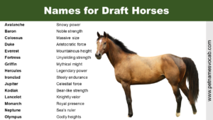 Names for Draft Horses