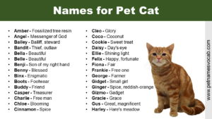 Names for Pet Cat