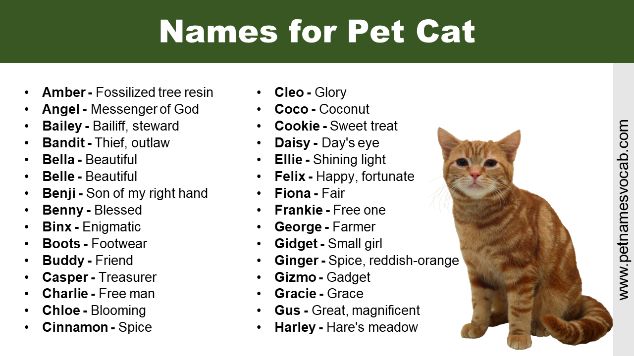 Unique Names for Pet Cat with Meaning - Pet Names Vocab