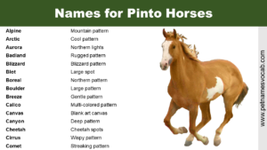 Names for Pinto Horses