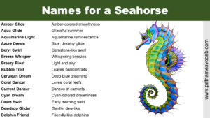 Names for a Seahorse