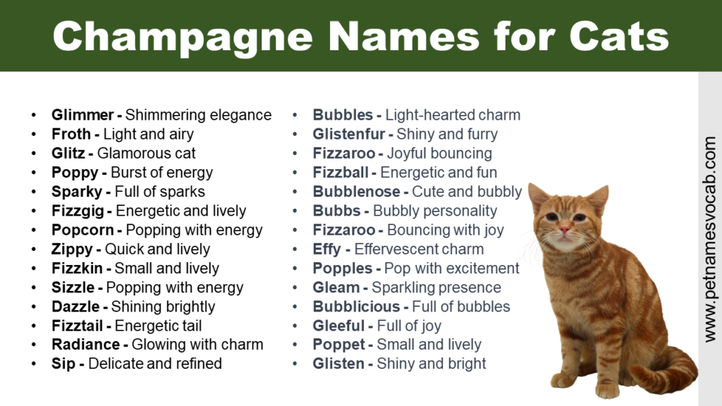 Champagne Names for Cats - Pet Names Vocab