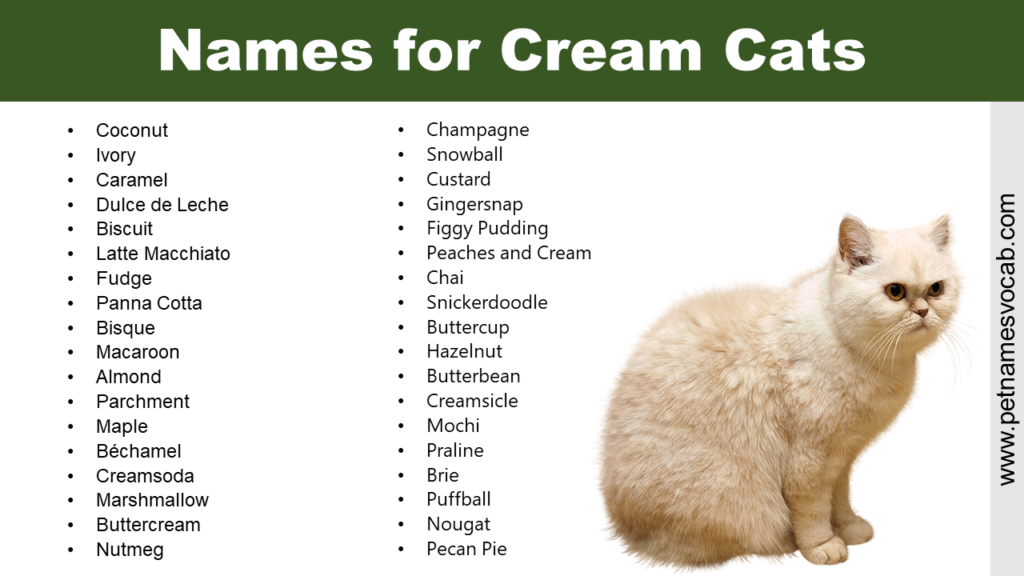 Unique Names for Pet Cat with Meaning - Pet Names Vocab