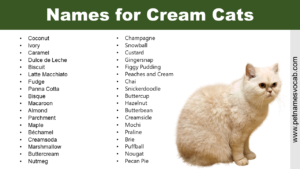 Names for Cream Cats