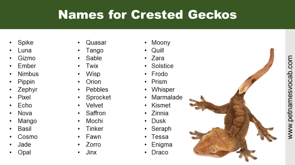 Unique Names for Crested Geckos - Pet Names Vocab