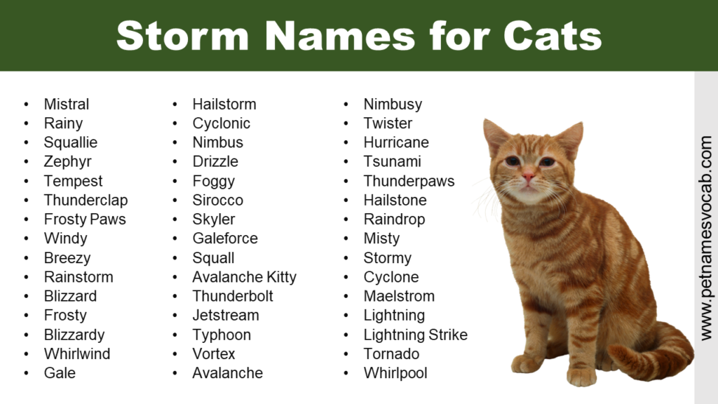 names-for-cats-with-no-tail-with-meaning-pet-names-vocab