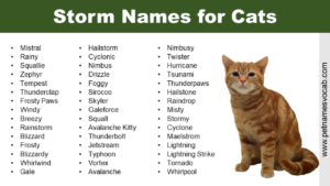 Storm Names for Cats
