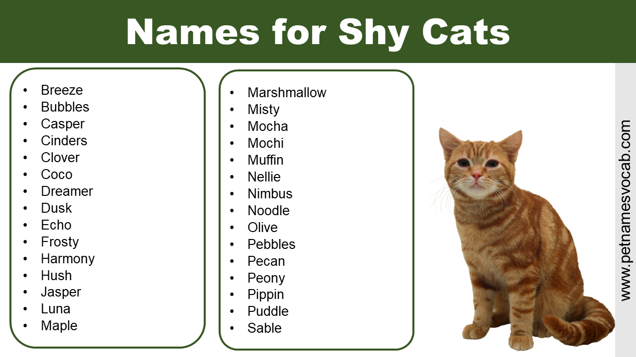 names for shy cats