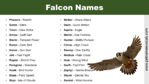 Falcon Names