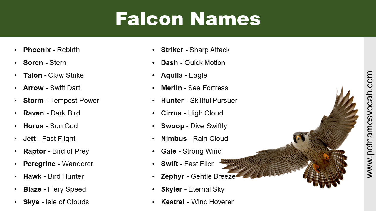 Falcon Names