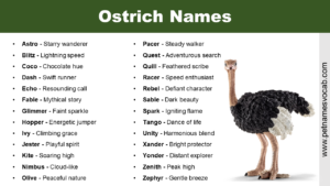 Ostrich Names