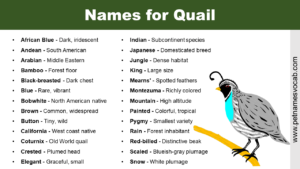 Quail Names