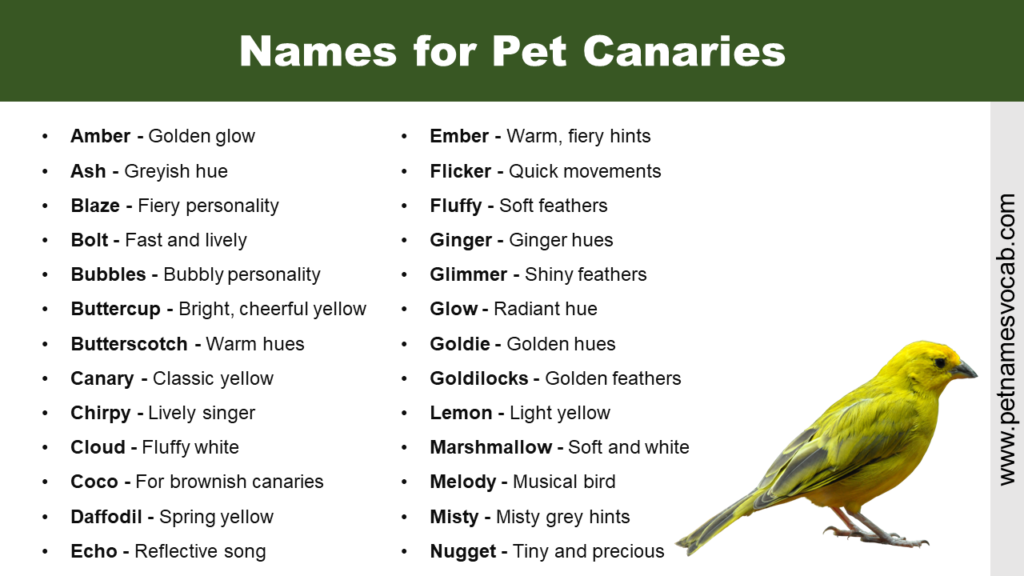 Creative Names for Pet Canaries - Pet Names Vocab