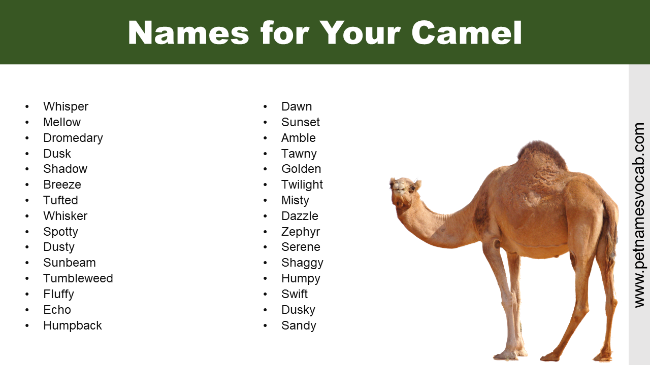 Names For Camel