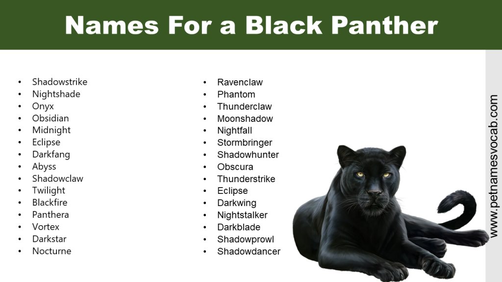 names-for-a-black-panther-pet-names-vocab